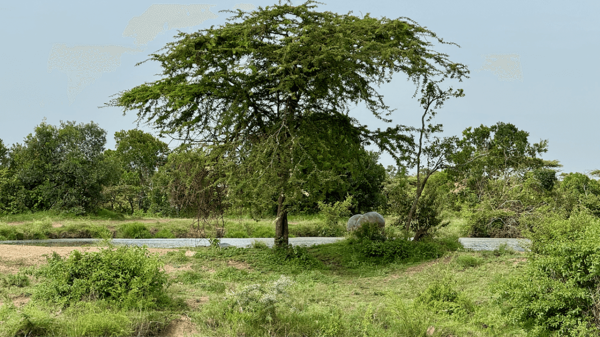 JW Hippo Pool